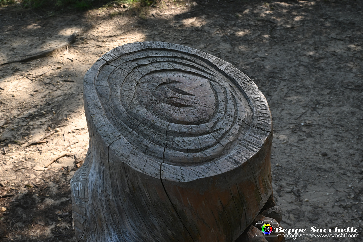 VBS_4718 - Il bosco fatato - Montaldo Roero.jpg